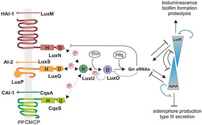 Activity, Abundance, and Localization of Quorum Sensing Receptors in Vibrio harveyi